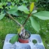 Kép 2/2 - Plumeria rubra ’Chompoo Paan’
