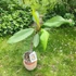 Kép 2/2 - Plumeria rubra ’Cote d’or’