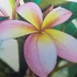 Kép 1/2 - Plumeria rubra CP 017