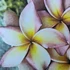 Kép 1/2 - Plumeria rubra ’CP Pirittu’