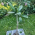 Kép 2/2 - Plumeria rubra ’CP Pirittu’