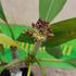 Kép 3/4 - Plumeria rubra 'Crazy'