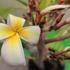Kép 4/4 - Plumeria rubra 'Crazy'