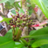 Kép 3/3 - Plumeria rubra ’Divine’ | jelenleg nem virágzó növények