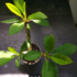 Kép 2/3 - Plumeria rubra ’Divine’ | jelenleg nem virágzó növények