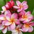 Kép 1/3 - Plumeria rubra 'Divine'
