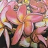 Kép 1/2 - Plumeria rubra ’Duke’