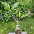 Kép 2/2 - Plumeria rubra ’Duke’