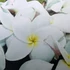 Kép 1/2 - Plumeria rubra ’Eddie Moragne’