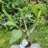 Kép 2/2 - Plumeria rubra ’Eddie Moragne’
