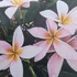 Kép 1/2 - Plumeria rubra ’Gemini’