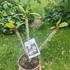 Kép 2/2 - Plumeria rubra ’Gemini’