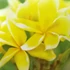 Kép 1/2 - Plumeria rubra ’Inca Gold’ | 3 ágú, virágzóképes növények