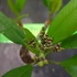 Kép 2/2 - Plumeria rubra 'Inca Gold'
