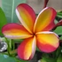 Kép 1/3 - Plumeria rubra ’Intense rainbow’
