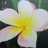 Kép 2/3 - Plumeria rubra ’Intense rainbow’