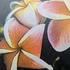 Kép 1/2 - Plumeria rubra ’J-105’