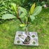 Kép 2/2 - Plumeria rubra ’J-105’