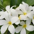 Kép 1/2 - Plumeria rubra ’Khao maprao’