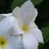 Kép 1/3 - Plumeria rubra ’Khao Mongkon’