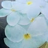 Kép 2/3 - Plumeria rubra ’Khao Mongkon’
