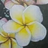 Kép 1/2 - Plumeria rubra ’Khao Yai Rainbow’