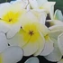 Kép 1/2 - Plumeria rubra ’Lueang ag’