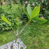 Kép 2/2 - Plumeria rubra ’Lueang ag’