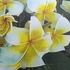 Kép 1/2 - Plumeria rubra ’Lueang Supan’