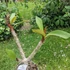 Kép 2/2 - Plumeria rubra ’Malika’