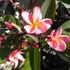 Kép 1/4 - Plumeria rubra 'Mini me'