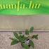 Kép 4/4 - Plumeria rubra 'Mini me'