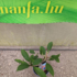 Kép 4/4 - Plumeria rubra 'Mini me'