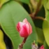 Kép 3/4 - Plumeria rubra 'Mini me'