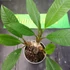 Kép 2/2 - Plumeria rubra 'Mini white'
