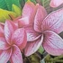 Kép 1/2 - Plumeria rubra ’Miss Nonburi’