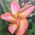 Kép 1/2 - Plumeria rubra ’Mong Kon Yok’ aka ’Violet Jaded’