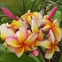 Kép 1/2 - Plumeria rubra ’Muai rainbow’