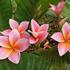 Kép 1/3 - Plumeria rubra 'Mystique'