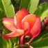 Kép 1/2 - Plumeria rubra ’Orange Delight’