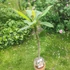 Kép 2/2 - Plumeria rubra ’Orange Delight’