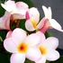 Kép 1/2 - Plumeria rubra ’Palermo Princess’