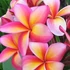 Kép 1/2 - Plumeria rubra 'Pattaya Star'