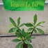 Kép 2/2 - Plumeria rubra 'Pattaya Star'