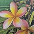 Kép 1/2 - Plumeria rubra ’Phet Payarae’