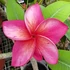 Kép 1/3 - Plumeria rubra 'Pink Jack'
