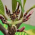Kép 2/3 - Plumeria rubra 'Pink Jack'