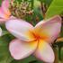 Kép 1/2 - Plumeria rubra ’Pizzazz’