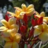 Kép 1/2 - Plumeria rubra ’Pot o gold alias Som siri’