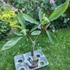 Kép 2/2 - Plumeria rubra ’Pot o gold alias Som siri’